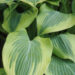 Hosta 'Alex Summers' Dit.