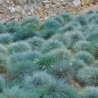 764_6295_Festuca_cinerea.jpg