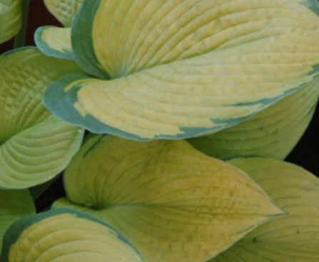 Hosta `Inniswood` Dit.