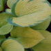 Hosta `Inniswood` Dit.