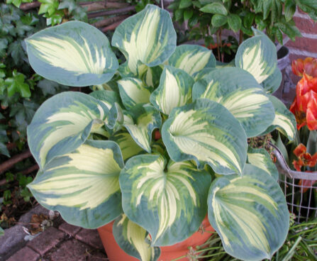 Hosta sieboldiana `Golden Meadows` Dit.