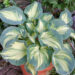 Hosta sieboldiana `Golden Meadows` Dit.