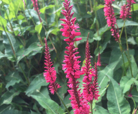 Persicaria amplexicaulis `Blackfield` kaelus-kirburohi Dit.