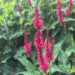 Persicaria amplexicaulis `Blackfield` kaelus-kirburohi Dit.