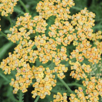 Achillea millefolium `Terracotta` har.raudrohi Dit.