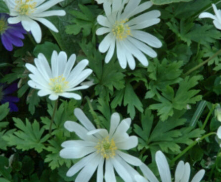 Anemone blanda `White Superior` õrn ülane Dit.