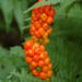 Arum italicum itaalia aarum Dit.