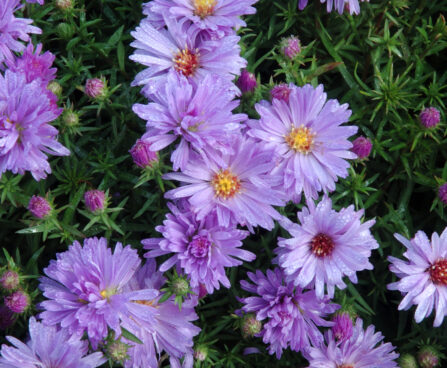 Aster dumosus `Lady in Blue` madal aster Dit.