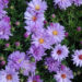 Aster dumosus `Lady in Blue` madal aster Dit.