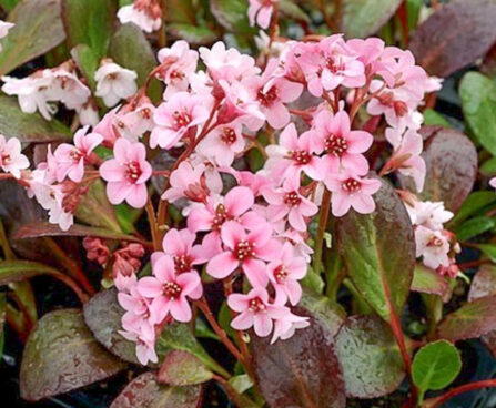 Bergenia `Pink Dragonfly` bergeenia Dit.