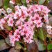 Bergenia `Pink Dragonfly` bergeenia Dit.