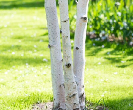 Betula utilis `Doorenbos` himaalaja kask (2)