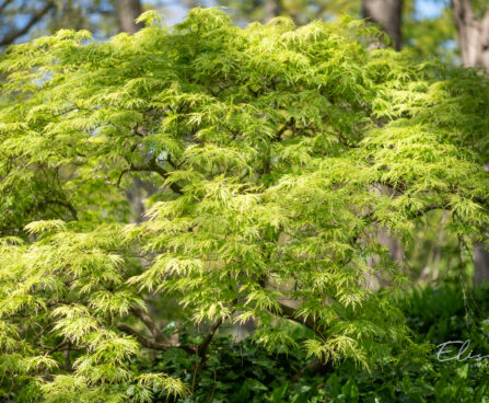 Acer palmatum kämmalvaher (2)