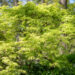 Acer palmatum kämmalvaher (2)