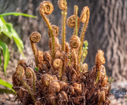 Dryopteris filix-mas maarjasõnajalg