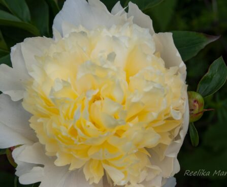 778_7579_Paeonia_lactiflora_Primevere_.JPG