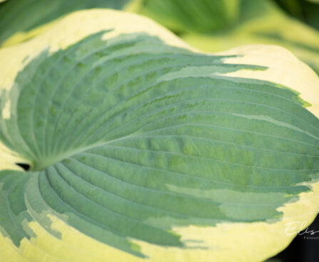 Hosta `American Halo` (1)