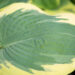 Hosta `American Halo` (1)