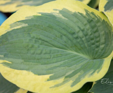 Hosta `American Halo` (2)