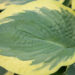 Hosta `American Halo` (2)