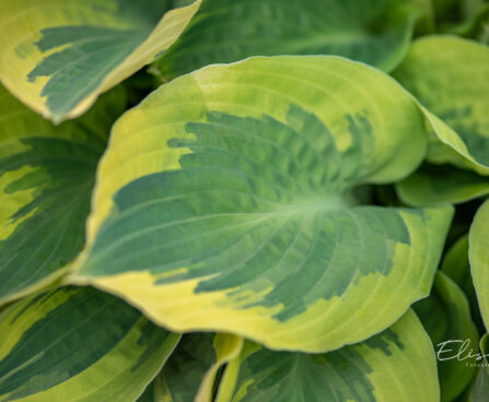 Hosta `Bedazzled`