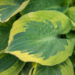 Hosta `Bedazzled`