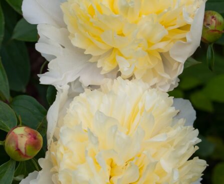 778_7580_Paeonia_lactiflora_Primevere__2.JPG