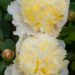 778_7580_Paeonia_lactiflora_Primevere__2.JPG