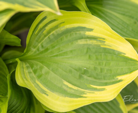 Hosta `Don Stevens` (2)