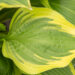 Hosta `Don Stevens` (2)