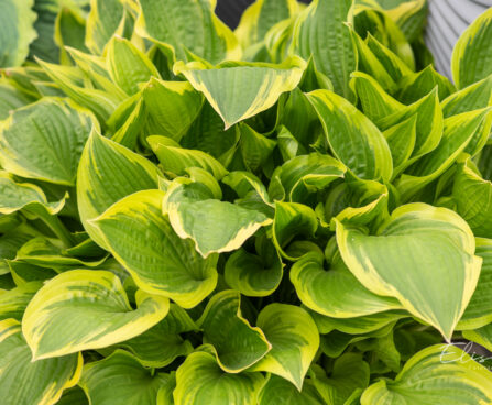 Hosta `Don Stevens`