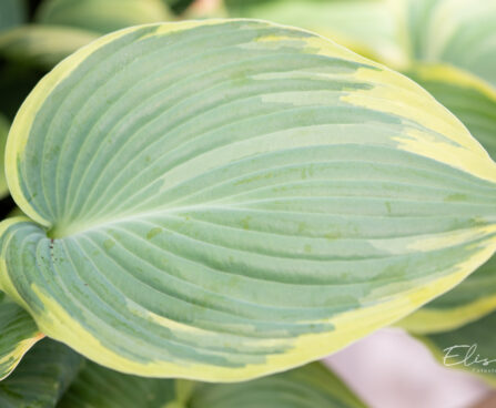 Hosta `Earth Angel`