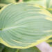 Hosta `Earth Angel`