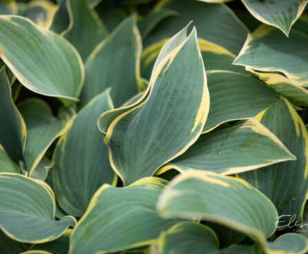 Hosta `First Frost`