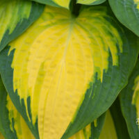 Hosta `Forbidden Fruit` (2)