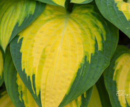 Hosta `Forbidden Fruit` (2)