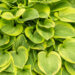 Hosta `Golden Tiara` (1)