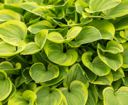 Hosta `Golden Tiara` (2)