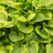 Hosta `Golden Tiara` (2)