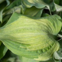 Hosta `Guardian Angel` (1)