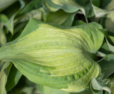 Hosta `Guardian Angel` (1)