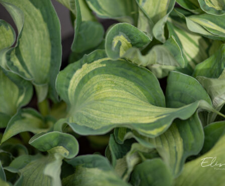 Hosta `Guardian Angel` (2)