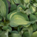 Hosta `Guardian Angel` (2)