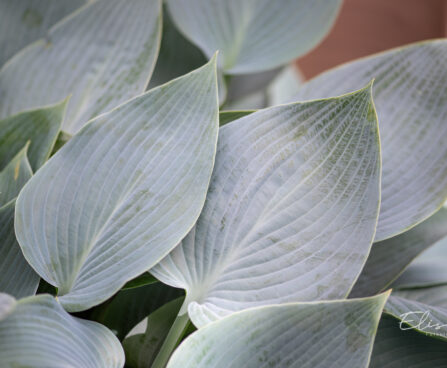 Hosta `Halcyon` (1)