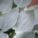 Hosta `Halcyon` (1)