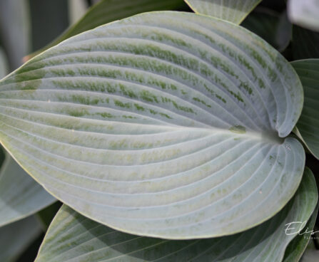 Hosta `Halcyon` (2)