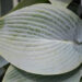 Hosta `Halcyon` (2)