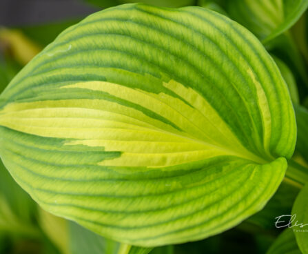 Hosta `Lakeside Meter Maid` (1)