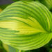 Hosta `Lakeside Meter Maid` (1)