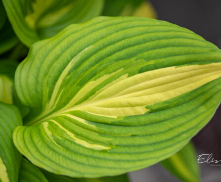 Hosta `Lakeside Meter Maid` (2)